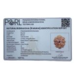 Original 8 Mukhi Nepal Rudraksha - (25.75 MM)