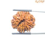 Original 8 Mukhi Nepal Rudraksha - (25.95MM) - (Rudrapuja)