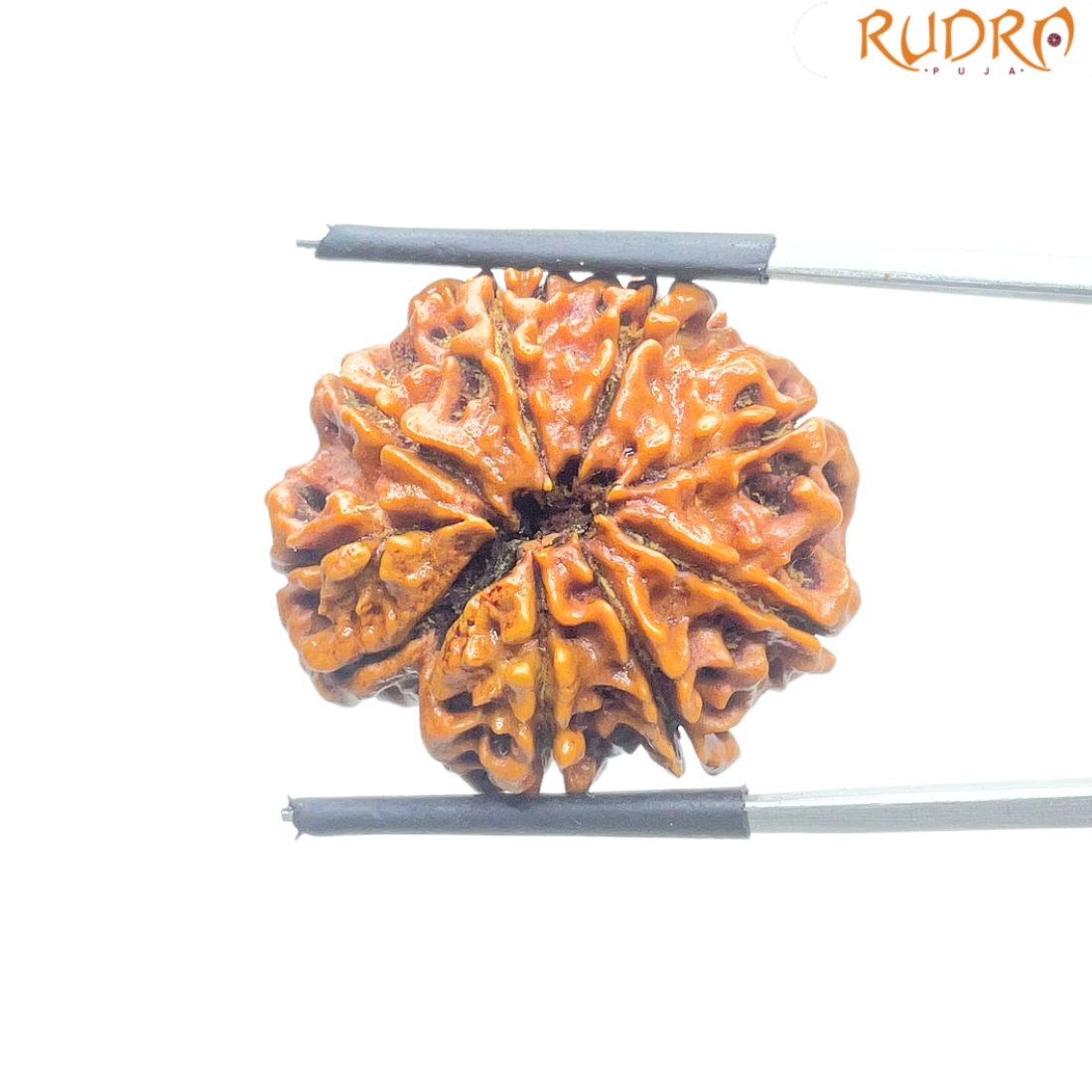Original 8 Mukhi Nepal Rudraksha - (25.95MM) - (Rudrapuja)