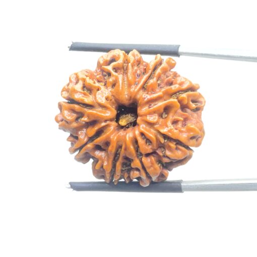 Original 8 Mukhi Nepal Rudraksha - (25.95MM) - (Rudrapuja)