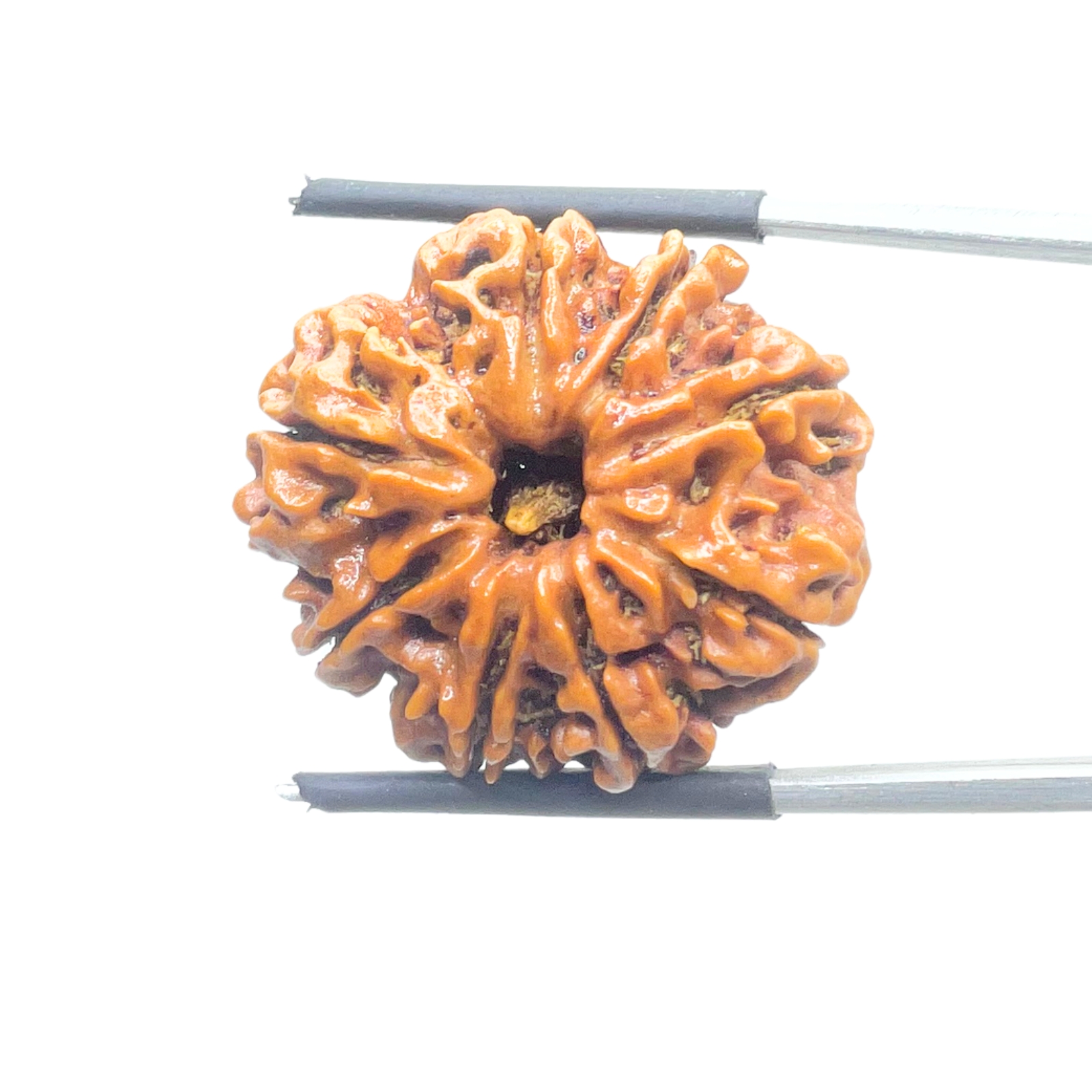 Original 8 Mukhi Nepal Rudraksha - (25.95MM) - (Rudrapuja)
