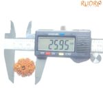 Original 8 Mukhi Nepal Rudraksha - (25.95MM) - (Rudrapuja)