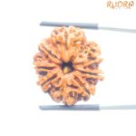 Original 8 Mukhi Nepal Rudraksha - (25.95MM) - (Rudrapuja)