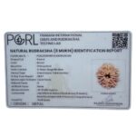 Original 8 Mukhi Nepal Rudraksha - (25.95MM)