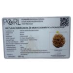 Original 8 Mukhi Nepal Rudraksha – (24.77 MM) – (Rudrapuja)