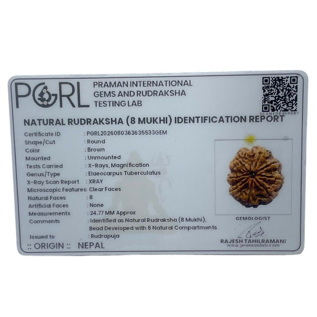 Original 8 Mukhi Nepal Rudraksha – (24.77 MM) – (Rudrapuja)