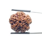 Collector 5 Mukhi Rudraksha Nepal - (23.26 MM)