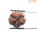 Collector 5 Mukhi Rudraksha Nepal - (23.26 MM)