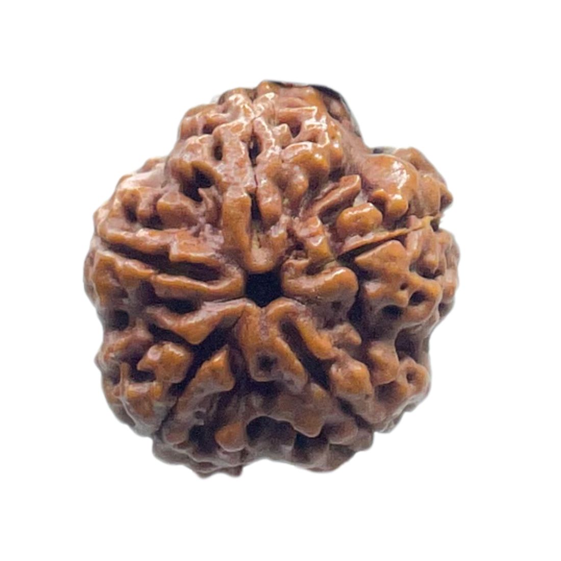 Collector 5 Mukhi Rudraksha Nepal - (23.26 MM)