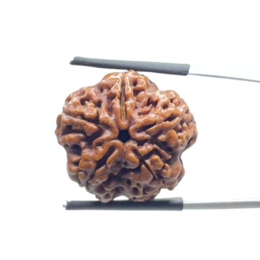 Collector 5 Mukhi Rudraksha Nepal - (23.26 MM)