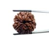 Collector 5 Mukhi Rudraksha Nepal - (24.18 MM)