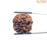 Collector 5 Mukhi Rudraksha Nepal - (24.18 MM)