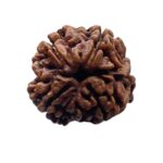 Collector 5 Mukhi Rudraksha Nepal - (24.18 MM)