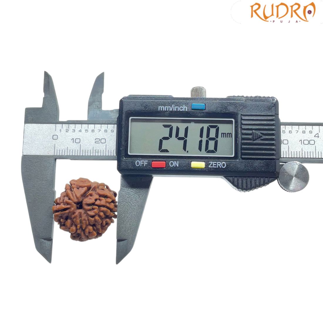 Collector 5 Mukhi Rudraksha Nepal - (24.18 MM)