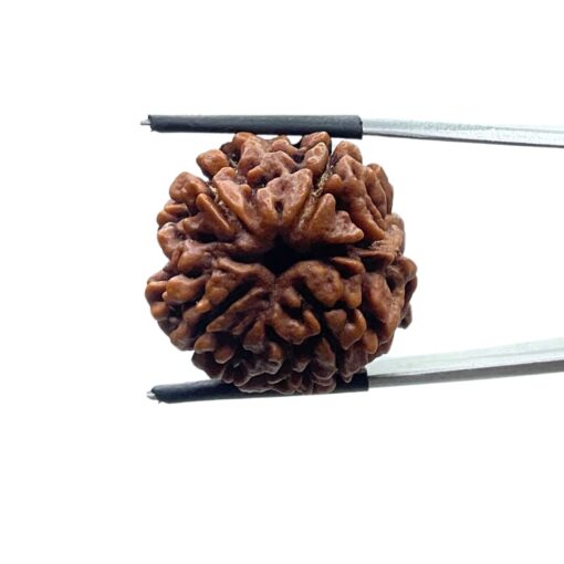 Collector 5 Mukhi Rudraksha Nepal - (24.18 MM)