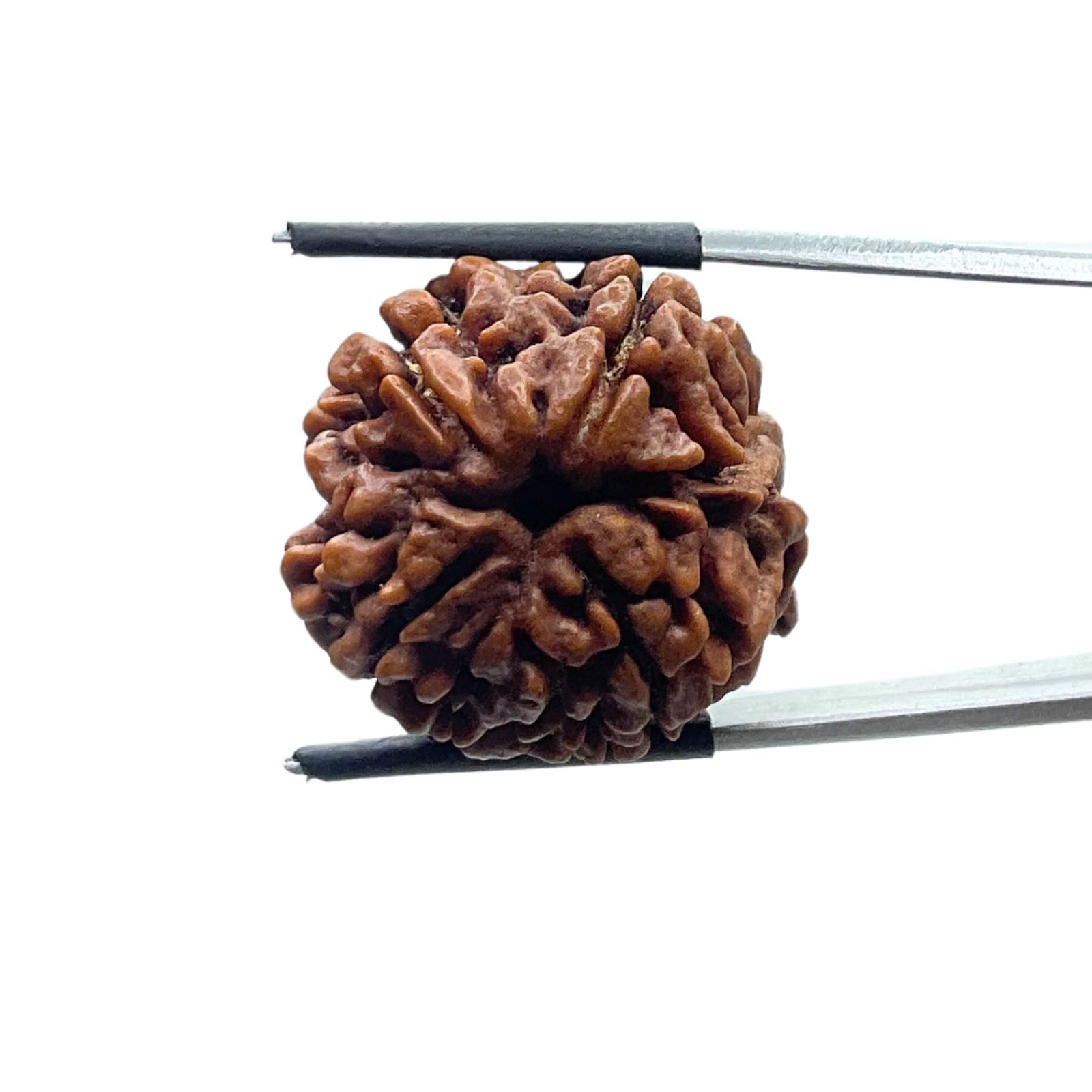 Collector 5 Mukhi Rudraksha Nepal - (24.18 MM)