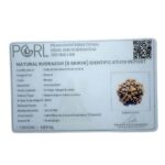 Collector 5 Mukhi Rudraksha Nepal - (24.24 MM)