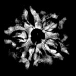 Collector 5 Mukhi Rudraksha Nepal - (24.24 MM)