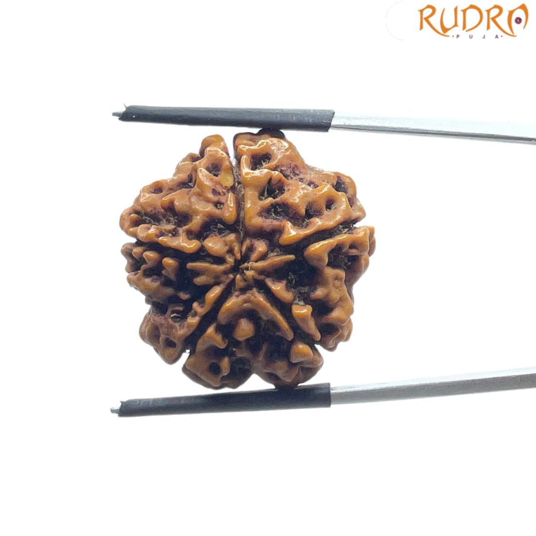 Collector 5 Mukhi Rudraksha Nepal -(24.24 mm)