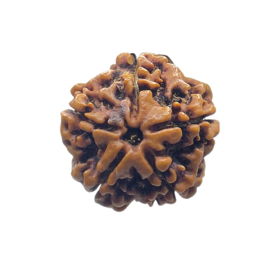 Collector 5 Mukhi Rudraksha Nepal -(24.24 mm)