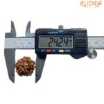 Collector 5 Mukhi Rudraksha Nepal -(24.24 mm)