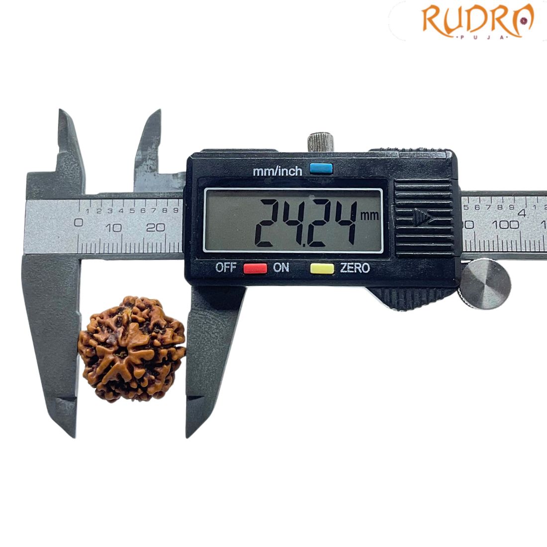 Collector 5 Mukhi Rudraksha Nepal -(24.24 mm)