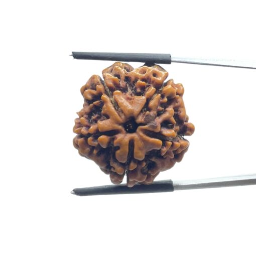 Collector 5 Mukhi Rudraksha Nepal -(24.24 mm)
