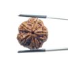 Collector Five Mukhi Rudraksha Nepal - (22.72 MM)