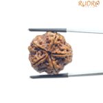 Collector Five Mukhi Rudraksha Nepal - (22.72 MM)