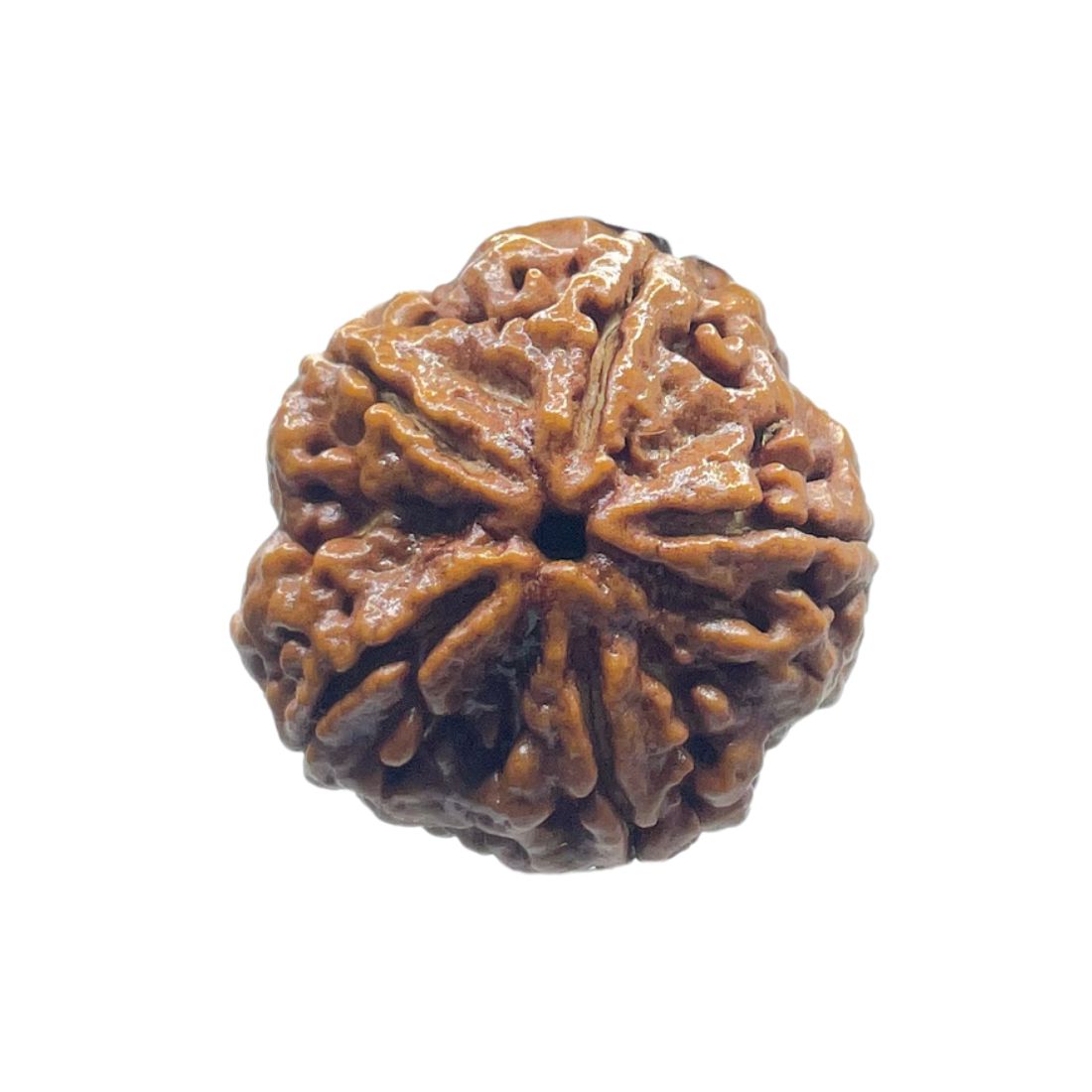 Collector Five Mukhi Rudraksha Nepal - (22.72 MM)
