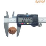 Collector Five Mukhi Rudraksha Nepal - (22.72 MM)