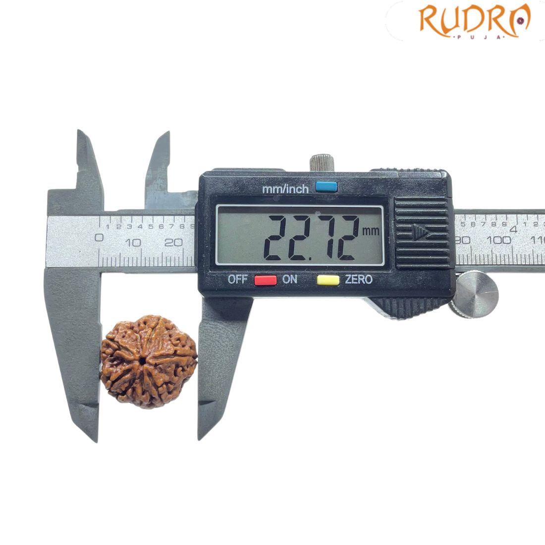 Collector Five Mukhi Rudraksha Nepal - (22.72 MM)
