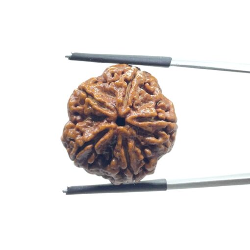 Collector Five Mukhi Rudraksha Nepal - (22.72 MM)