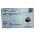 Collector Five Mukhi Rudraksha Nepal - (22.72 MM)