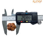 Collector Five Mukhi Rudraksha Nepal - (25.44 MM)