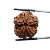 Collector Five Mukhi Rudraksha Nepal - (25.44 MM)