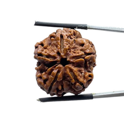 Collector Five Mukhi Rudraksha Nepal - (25.44 MM)