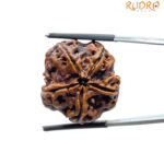 Collector Five Mukhi Rudraksha Nepal - (25.44 MM)