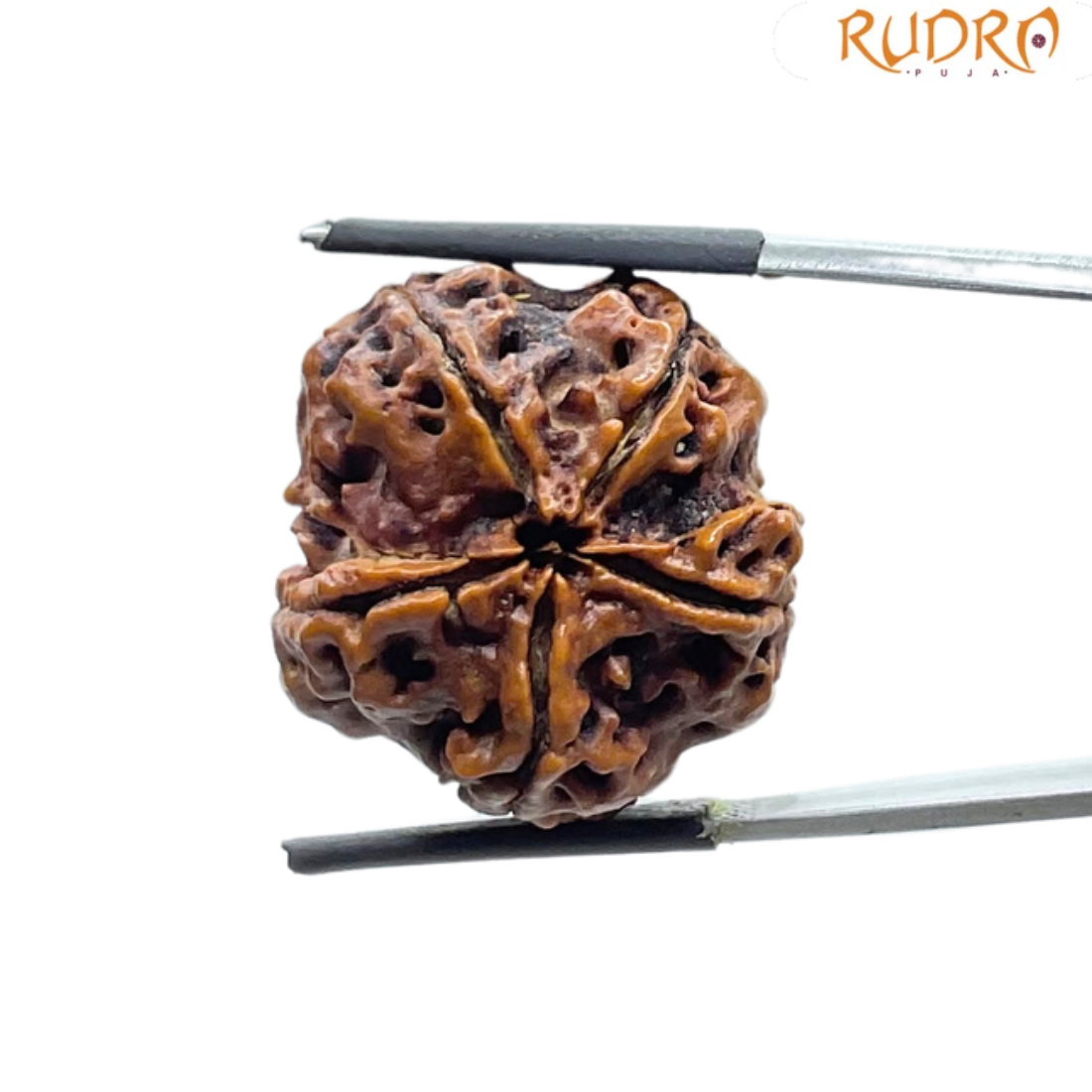 Collector Five Mukhi Rudraksha Nepal - (25.44 MM)