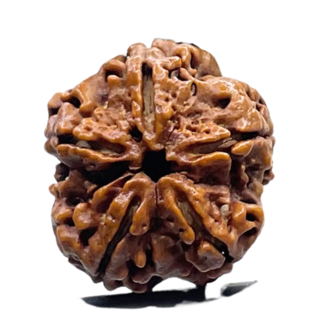Collector Five Mukhi Rudraksha Nepal - (25.44 MM)
