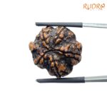 Collector Ganesha Rudraksha - (22.11 MM ) - (Rudrapuja)