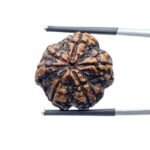 Collector Ganesha Rudraksha - (22.11 MM ) - (Rudrapuja)