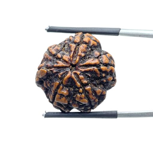 Collector Ganesha Rudraksha - (22.11 MM ) - (Rudrapuja)