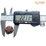 Collector Ganesha Rudraksha - (22.11 MM ) - (Rudrapuja)