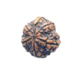 Collector Ganesha Rudraksha - (22.11 MM ) - (Rudrapuja)
