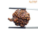 Collector Ganesha Rudraksha - (22.54 MM ) - (Rudrapuja)
