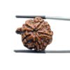 Collector Ganesha Rudraksha - (22.54 MM ) - (Rudrapuja)