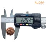 Collector Ganesha Rudraksha - (22.54 MM ) - (Rudrapuja)