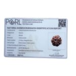 Collector Ganesha Rudraksha - (22.86 MM ) - (Rudrapuja)