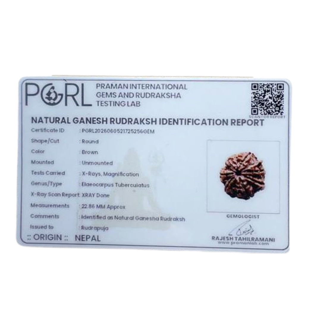 Collector Ganesha Rudraksha - (22.86 MM ) - (Rudrapuja)